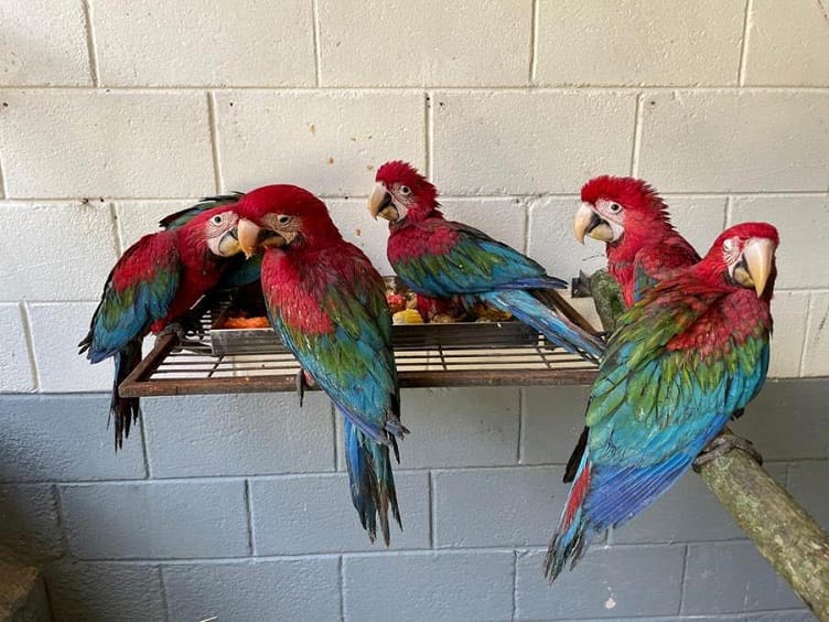 Imagem de Araras Vermelhas resgatadas antes de serem enviadas para o Parque das Aves em Foz do Iguaçu no Paraná pelo programa Avião Solidário da empresa empresa aérea Latam.