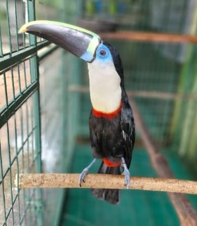 Tucano de peito branco resgatado pelo avião Latam Solidário