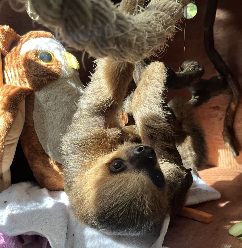 Avião Solidário LATAM 