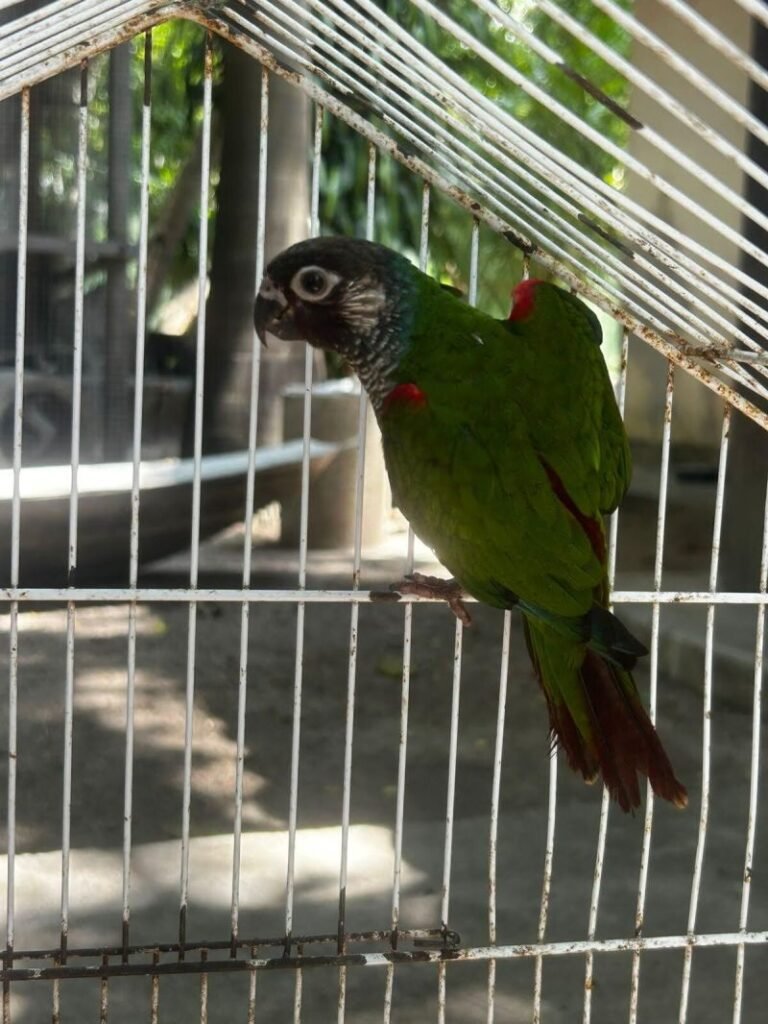 Avião Solidário LATAM 