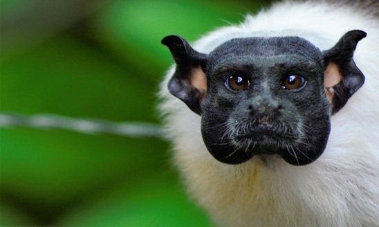 Sauim-de-coleira foi transportado gratuitamente pelo Avião Solidário da LATAM e acolhido peloCentro de Primatologia do Rio de Janeiro (CPRJ)
