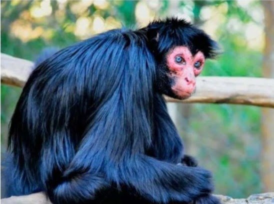Fêmea de macaco-aranha-de-cara-vermelha seguiu para Santuário Onça Pintada, em Minas Gerais, para conservação da espécie